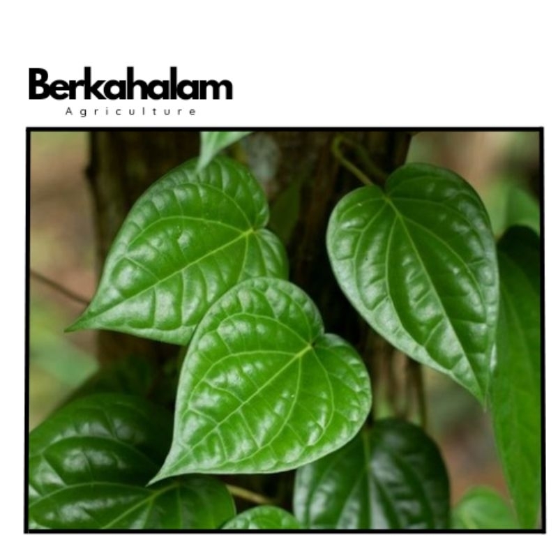 

daun sirih segar per 20 lembar