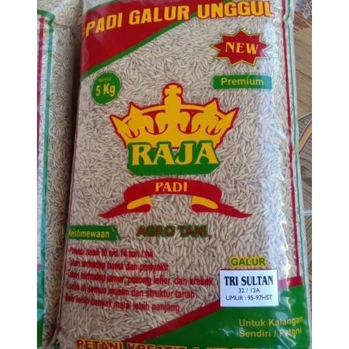 bibit padi trisultan terbaru GALUR LOKAL BERAT 5KG