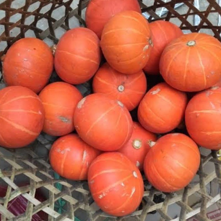 

Diskon Pemesanan kaboca kabocha oren labu jepang combucha
