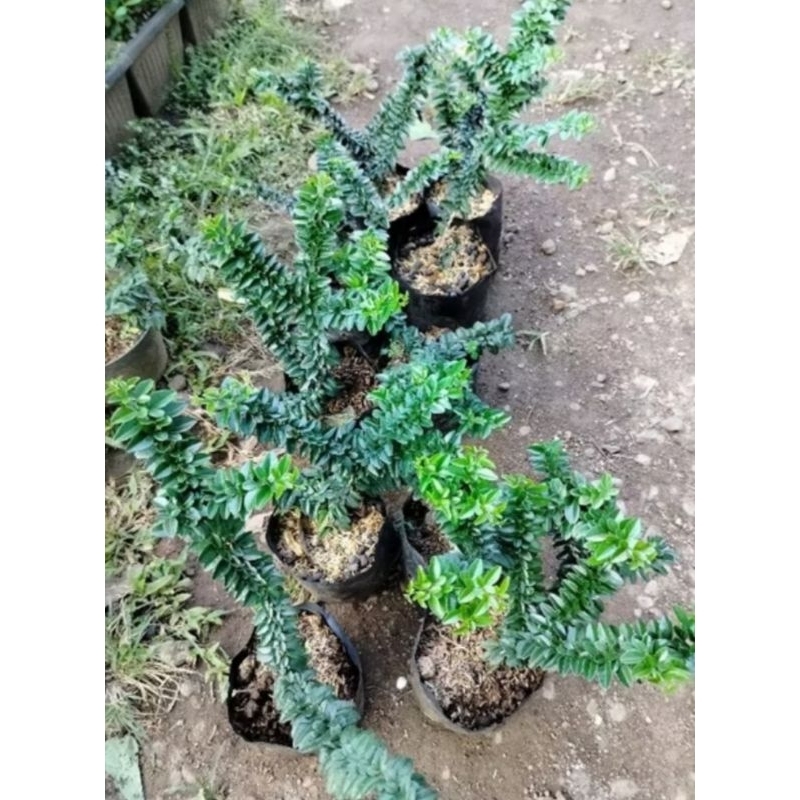 Jeruk kingkit compakta