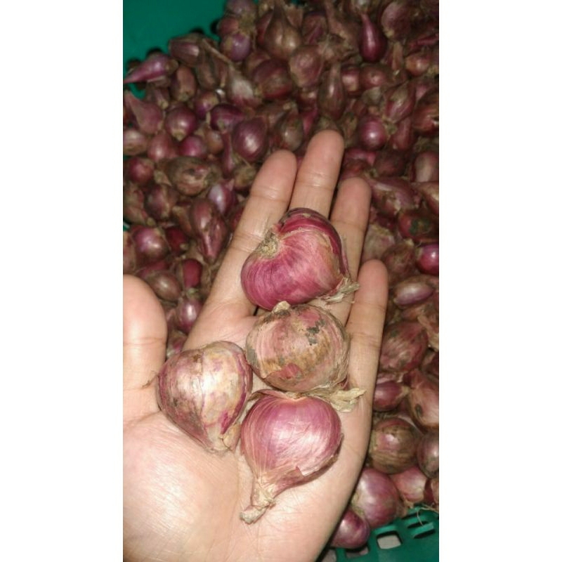 

Bawang Merah Brebes super 500gr