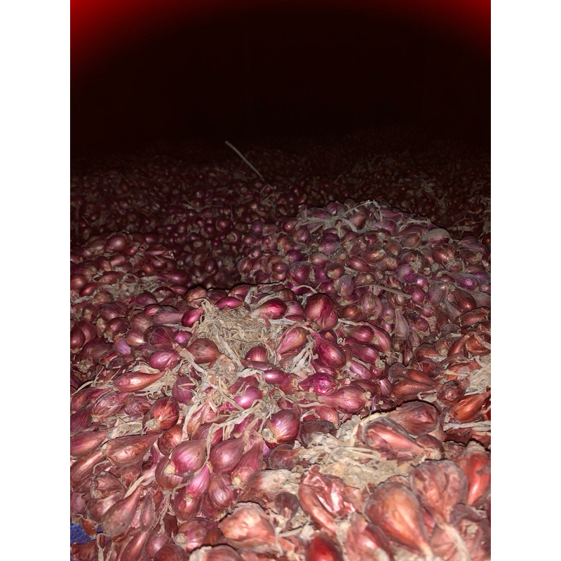 

Bawang Merah petani Demak,Grosir bawang merah,Bawang merah murah