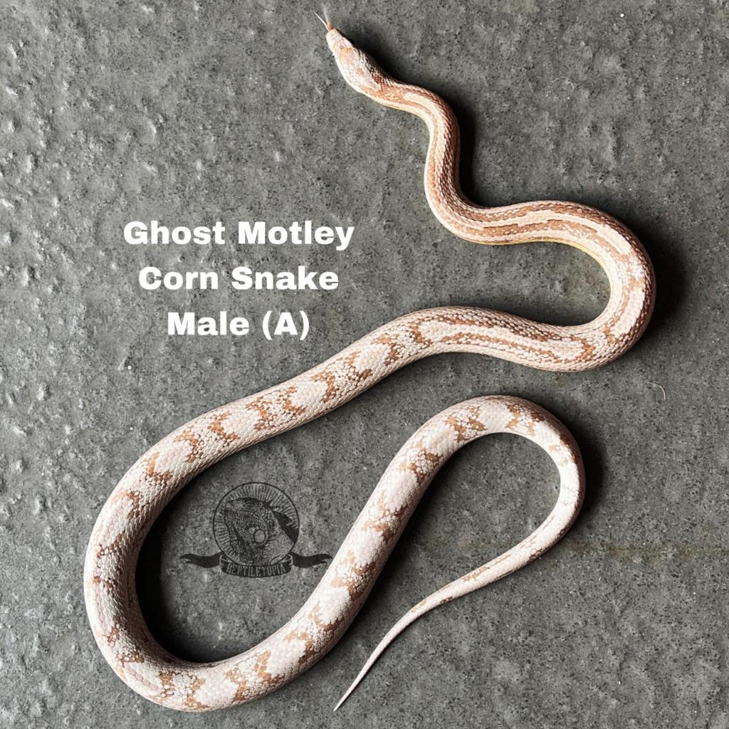 Kartu Corn Snake Ghost Motley - bukan king milk ball python albino panana tegu mono pohon normal sno