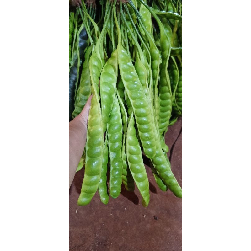 

petai sedang super tua satu ikat isi 10 lonjor atau 10 papan petai