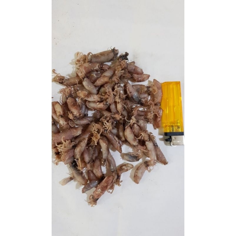

Baby Cumi / sotong