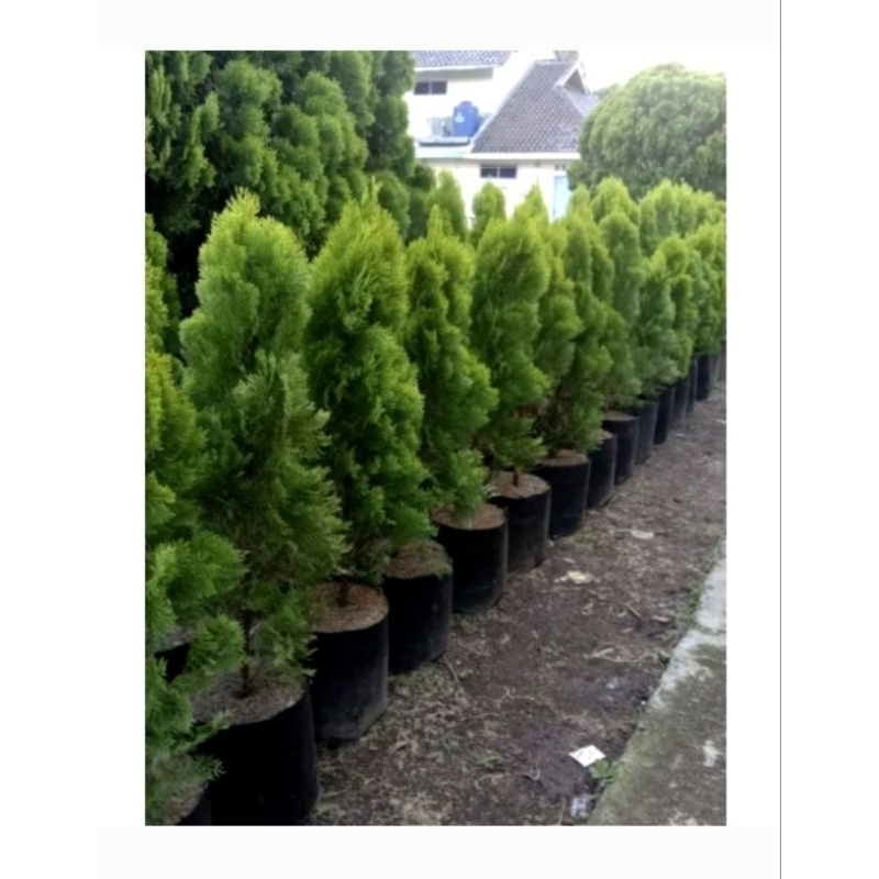 TANAMAN HIAS CEMARA KIPAS 1 METER