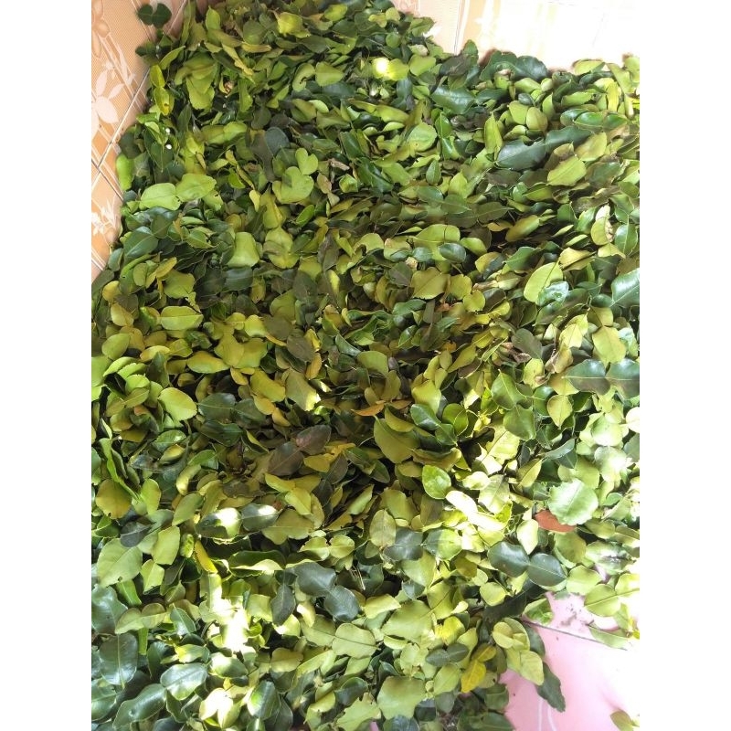 

Daun jeruk fresh murah untuk memasak