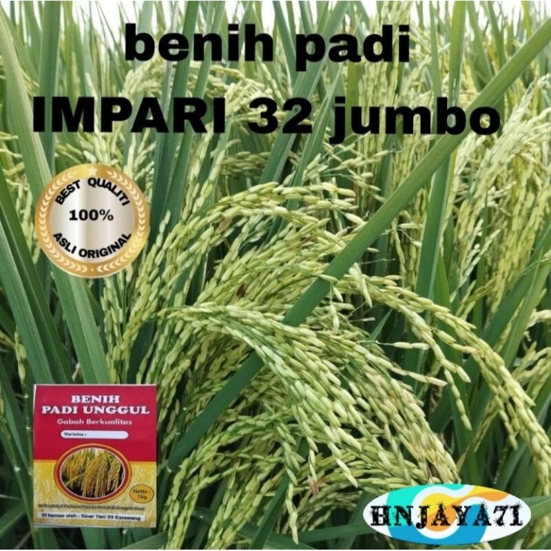 BENIH PADI INPARI 32 JUMBO ( 1KG )