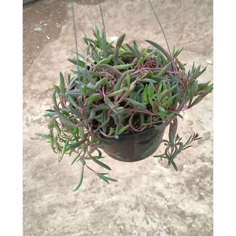 Tanaman Gantung Banana Merah Rimbun