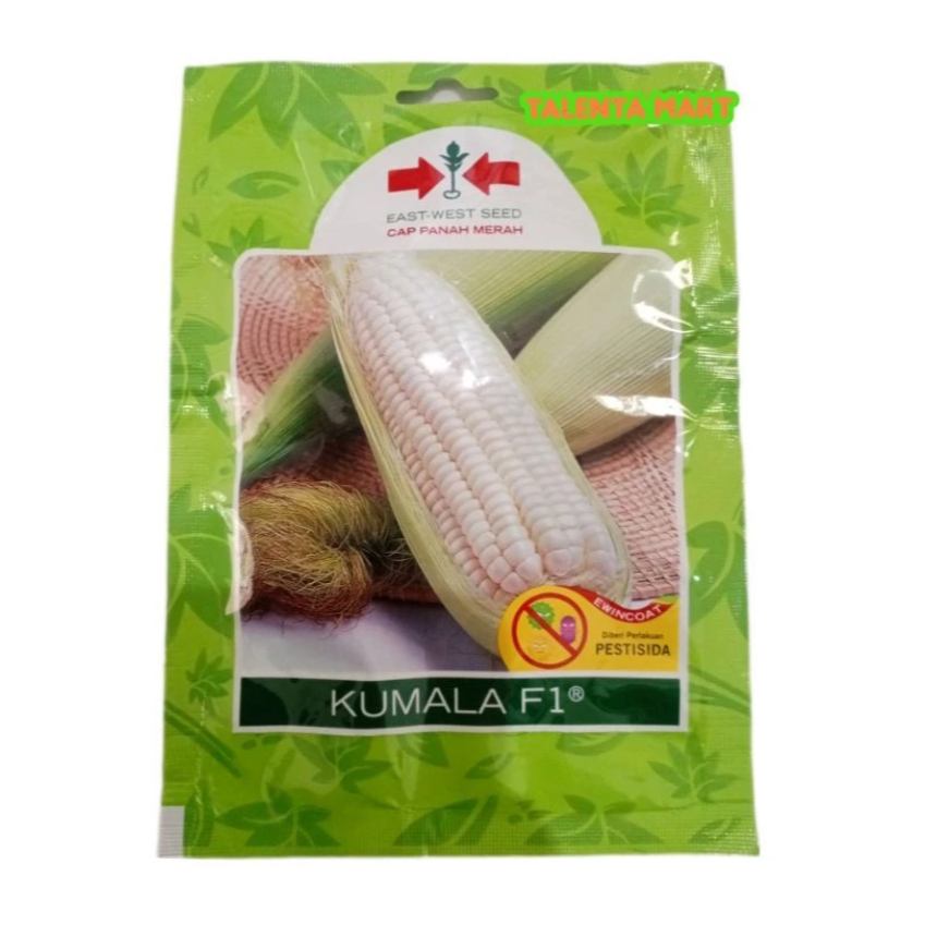 BENIH JAGUNG PUTIH PULUT KETAN MANIS KUMALA F1