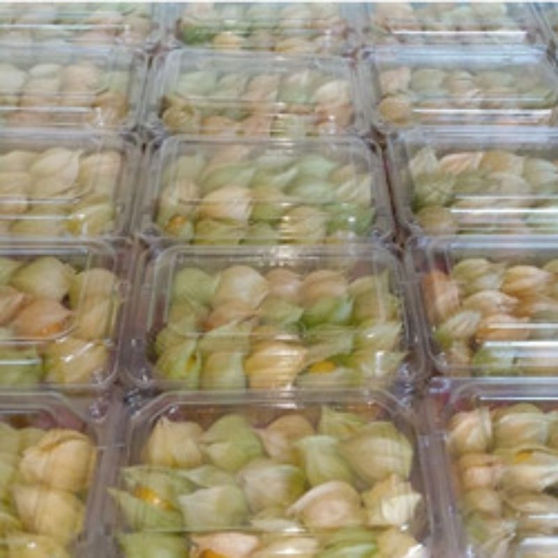 

buah ciplukan 100 gram
