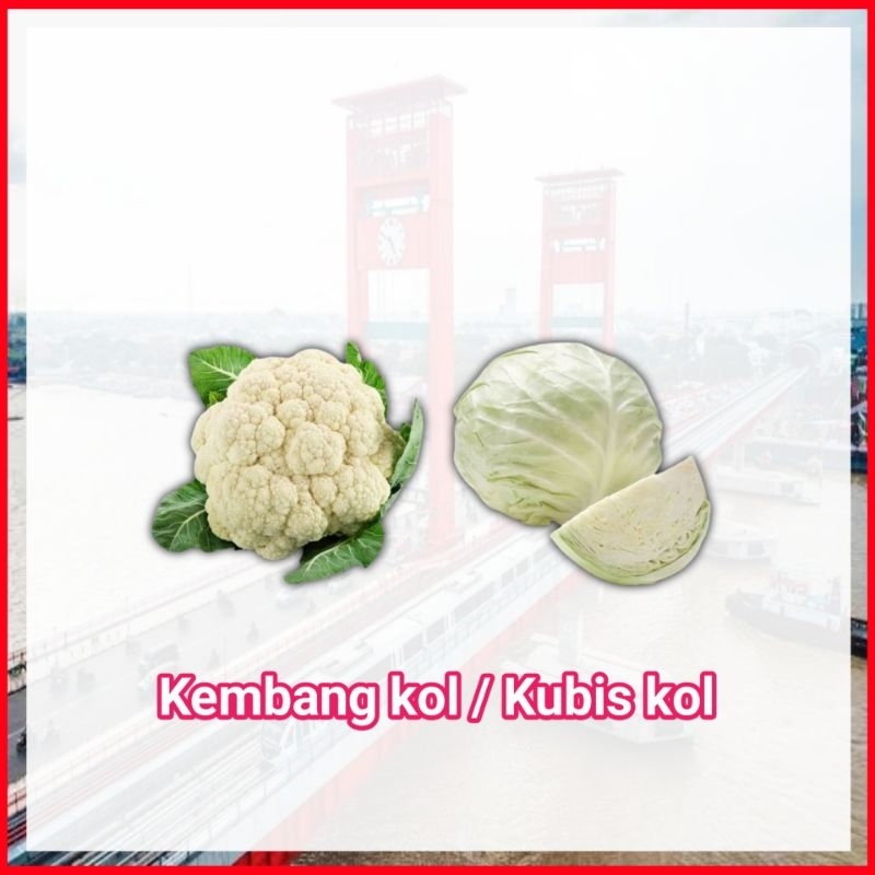 

Kembang Kol / Kubis kol Sayur Ampera Palembang