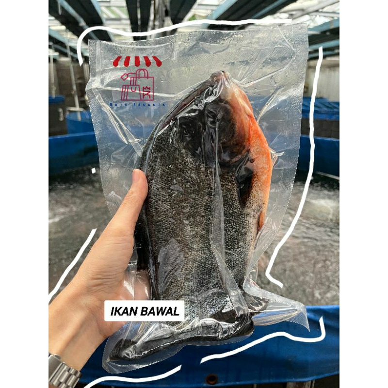 

Ratu Belanja - Ikan Bawal Premium Segar - bersih / Bawal Beku / Ikan Bawal / Frozen Bawal 1 KG Isi 2 Ekor/Pack