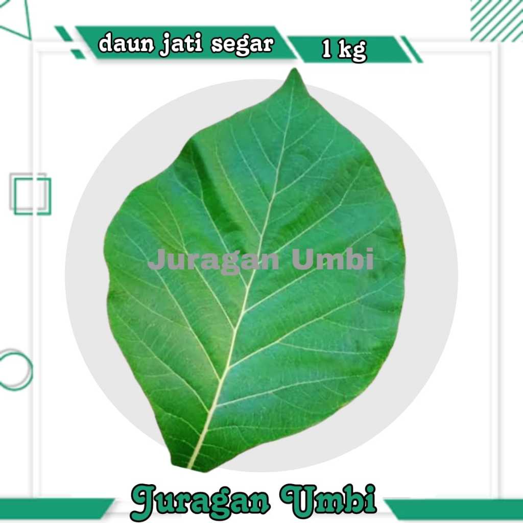 

Daun Jati Segar 1 Kg Bungkus Makanan