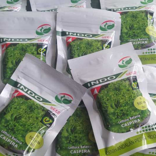 Caipira benih selada batavia indo seed kemasan 500 Pills original pabrik