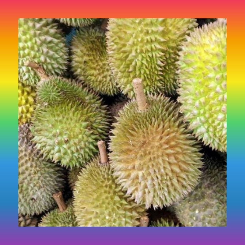 

Durian Lokal premium butir | Durian manis lokal Purwakarta | Durian butiran | Buah durian manis | buah durian daging tebal