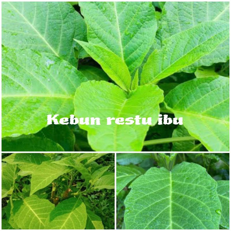 

Promo daun kecubung segar fres per lembar