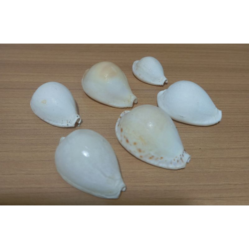 cangkang kerang kuwuk (semua)