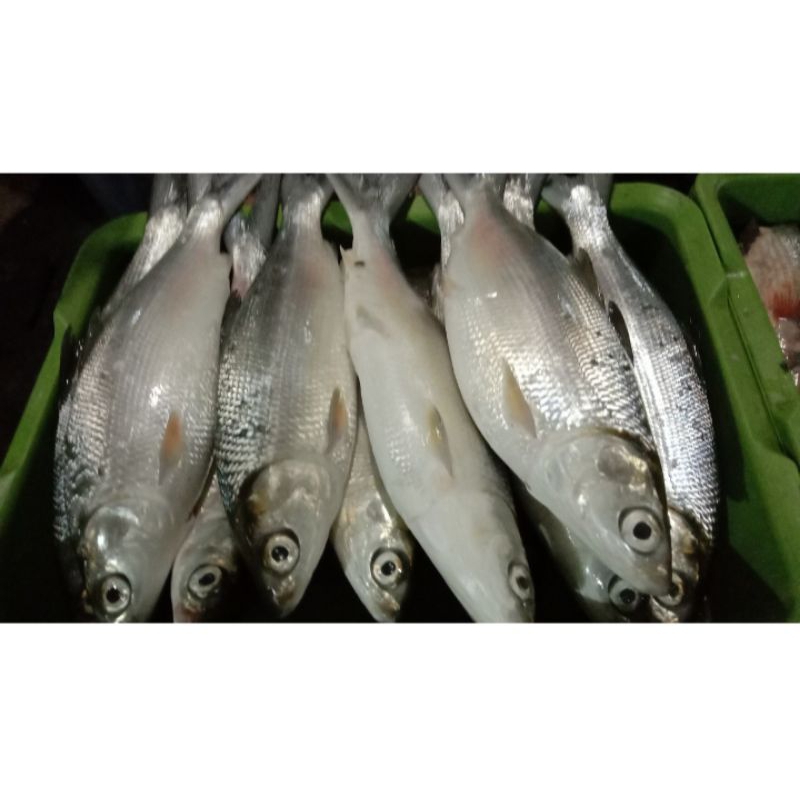 

Bandeng Segar / Ikan Bandeng 600g