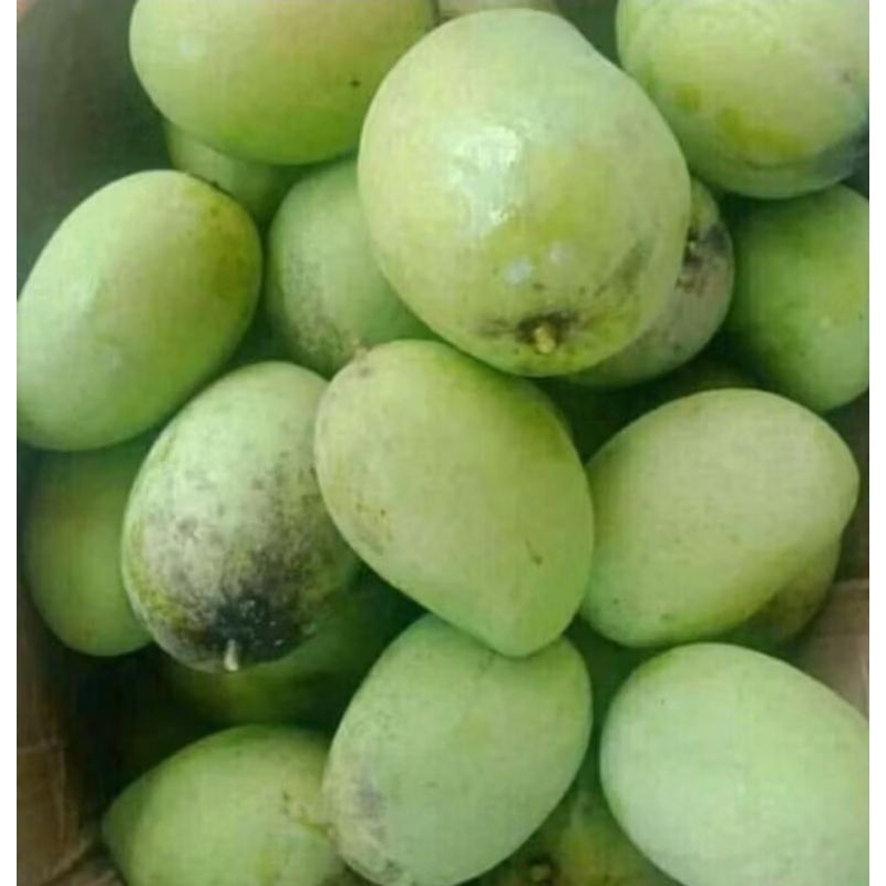 

buah mangga muda kecut (-+)1kg
