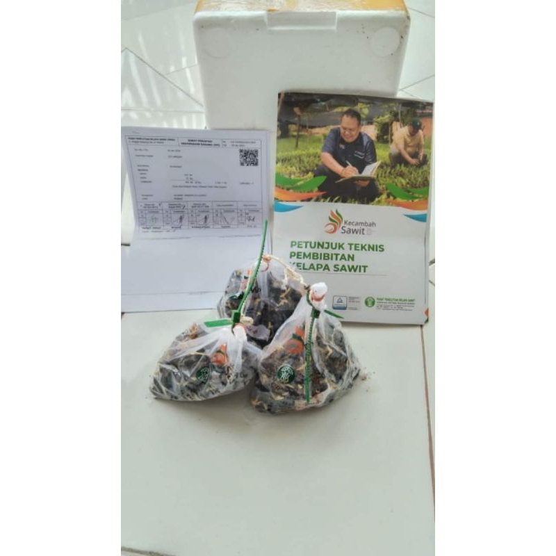 Benih Kecambah Sawit DxP YANGAMBI