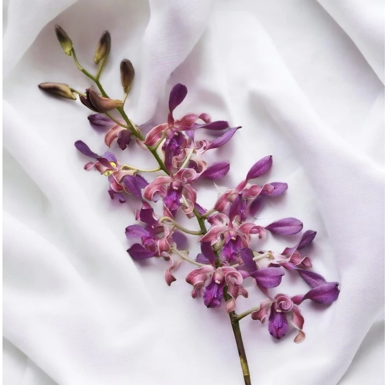 Anggrek Dendrobium Chiangmai Blue Twist