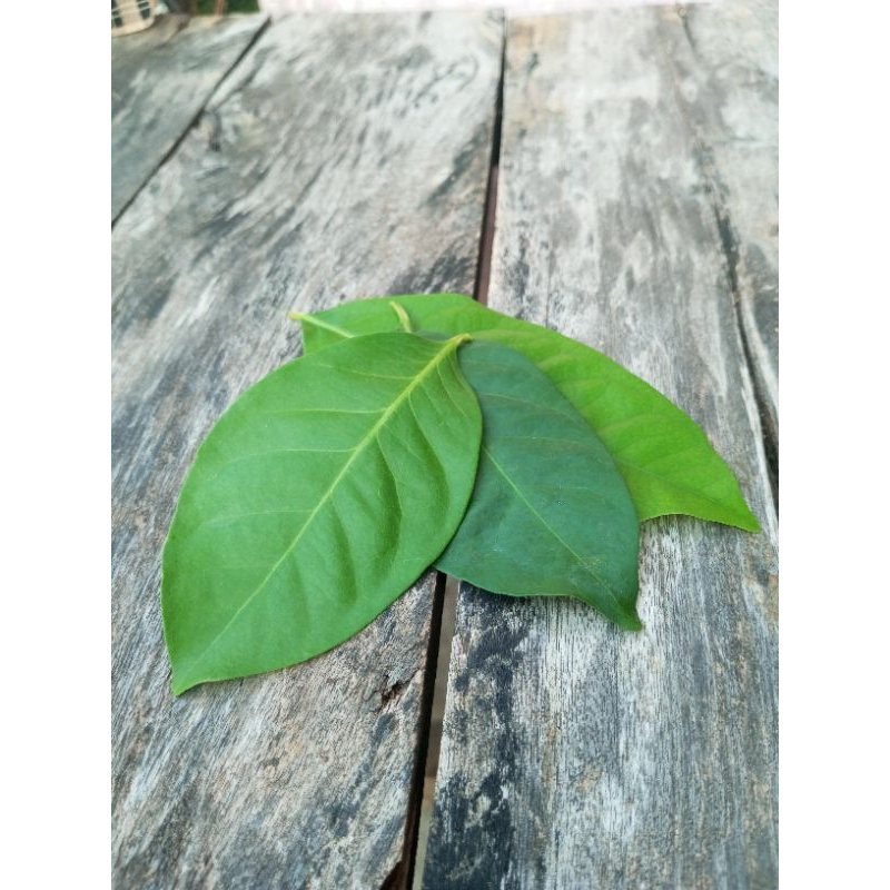 

Daun salam segar fresh