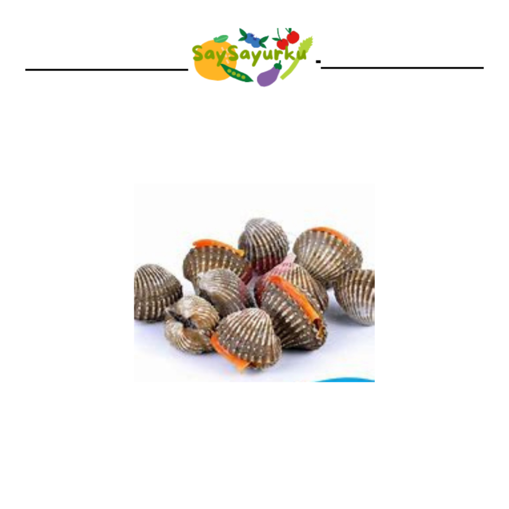 

KERANG DARAH FRESH 500 GR