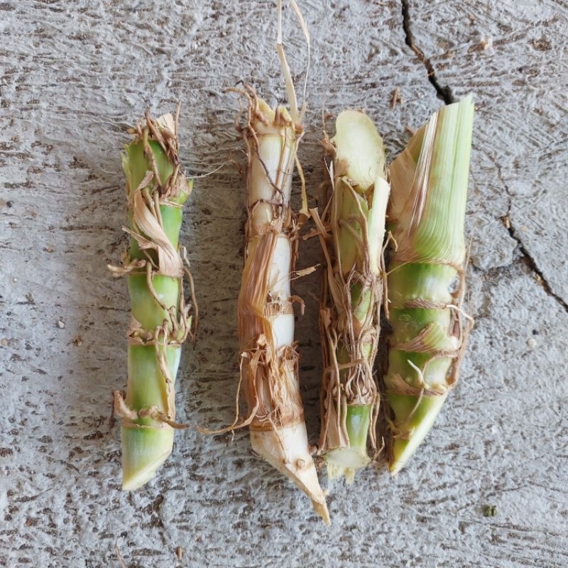 Bibit Rumput Odot Super