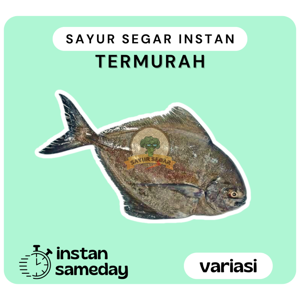 

Ikan Bawal Laut - Sayursegarinstan