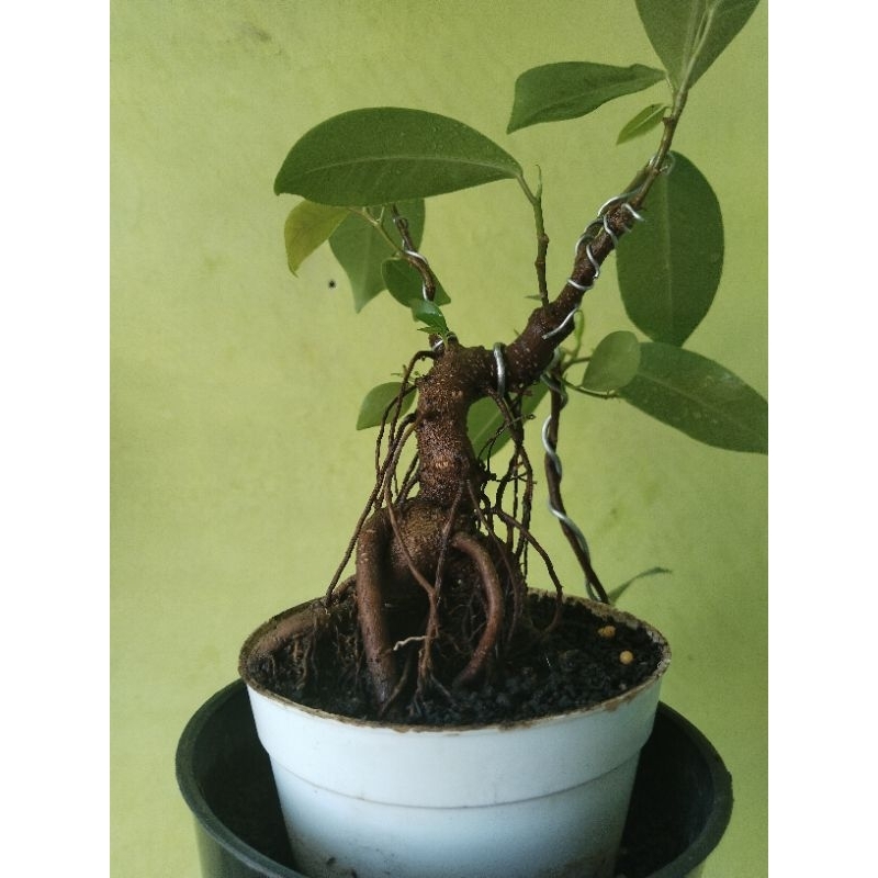 bonsai mame. beringin pucuk merah