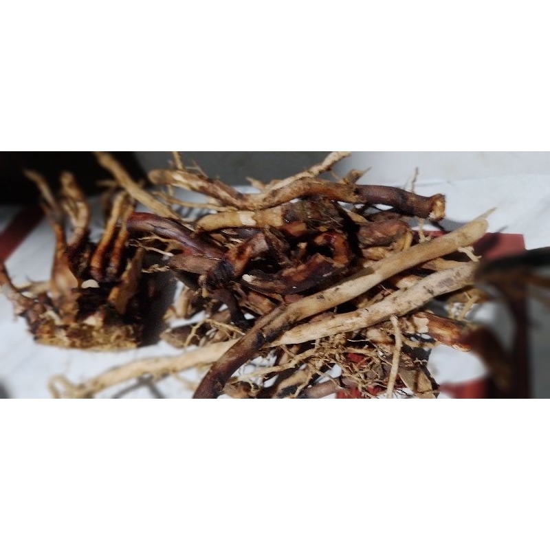 

Akar Salak Asli Medan | Original | 100gr