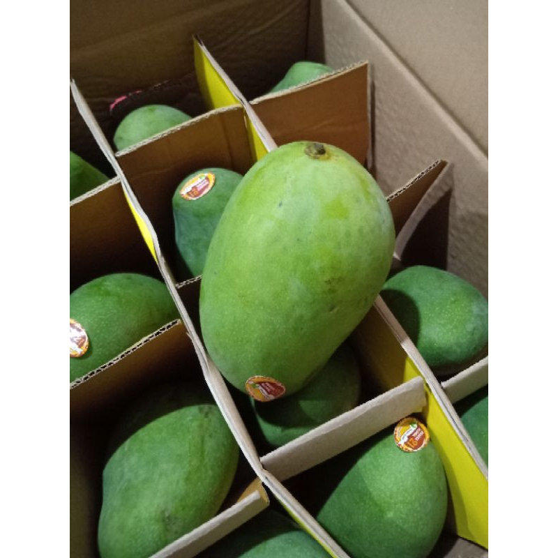 Mangga Alpukat Klonal 21 Asli Bangil