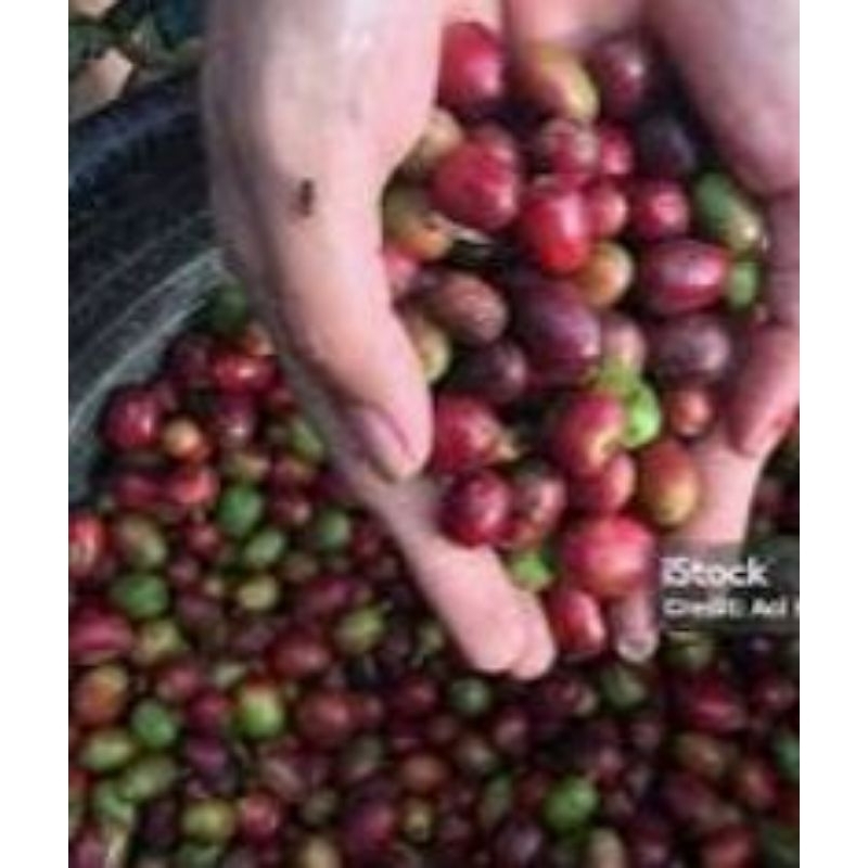 

benih biji kopi robusta lampung 1.000 butir