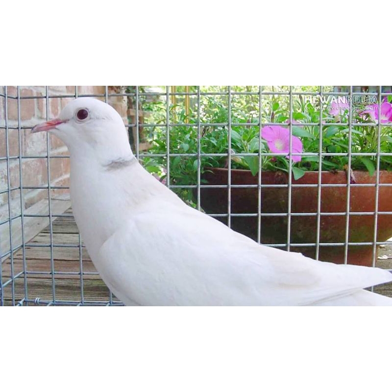 Burung puter putih mata albino istimewa