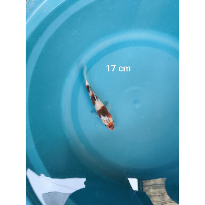 Ikan Koi Goromo
