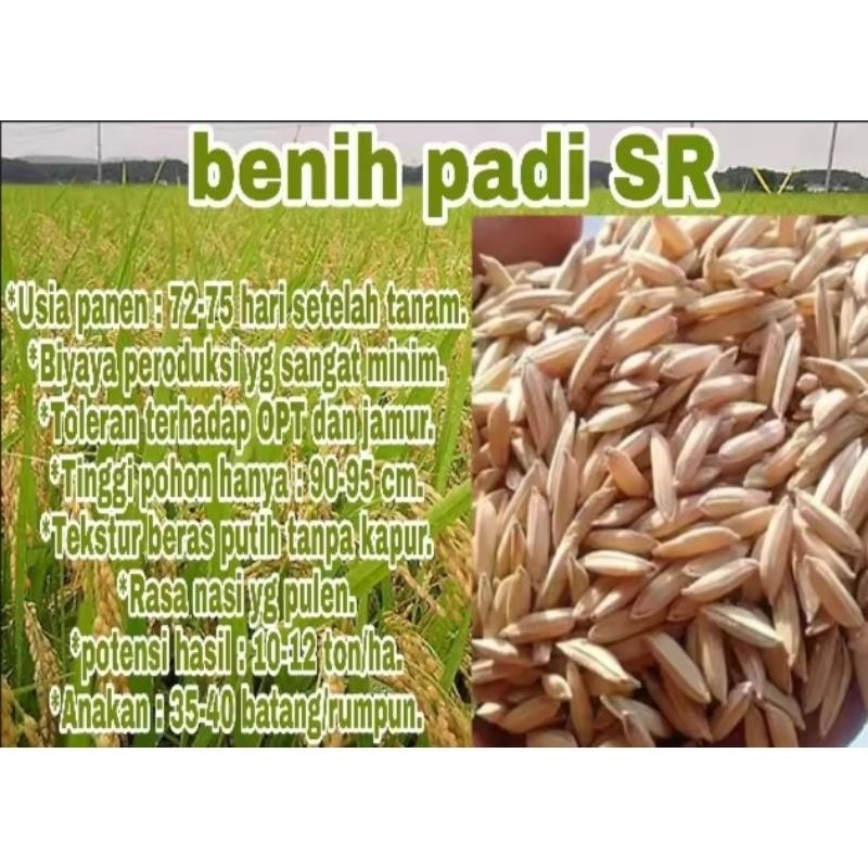 BENIH PADI MR 319 SUPER 1KG