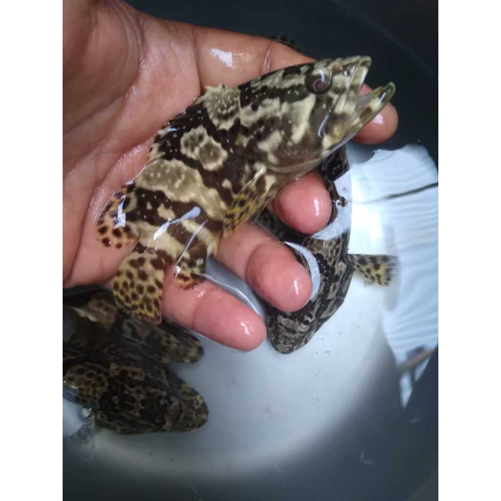 Kerapu CANTANG - Cantang Grouper
