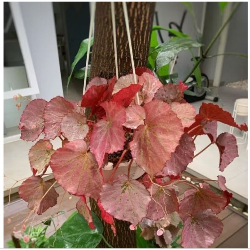 Tanaman Hias Begonia Merah / tanaman gantung begonia