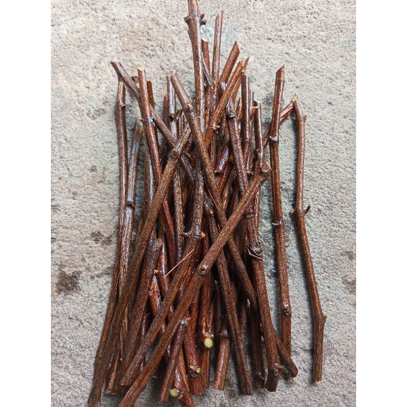 CUTTING ANGGUR PER CUTTING