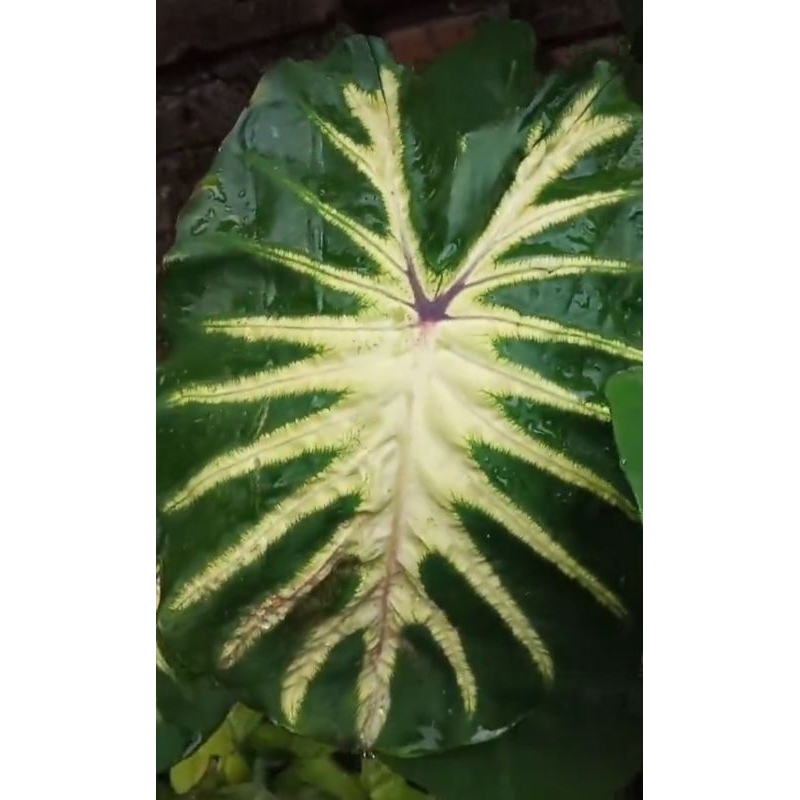 macam2 bibit colocasia :black lava, tea cup, white lava, mojito, black coral, black magic, ilustrius