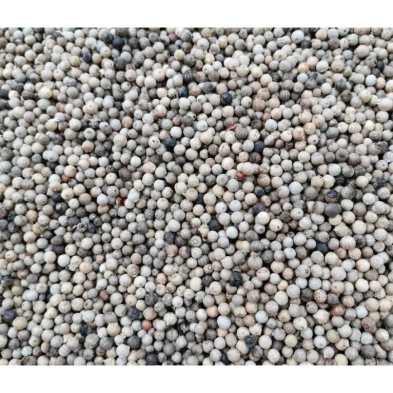 

lada putih tua original