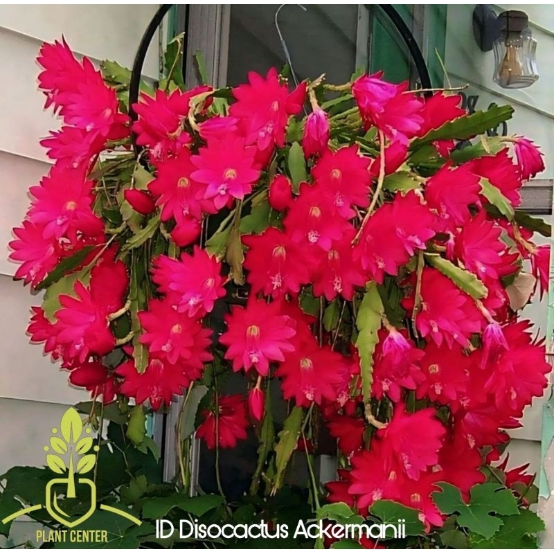 Tanaman Hias Gantung Epiphyllum Wijaya Kusuma Bunga Disocactus Ackermanii - Bunga Wijaya Kusuma - Wi