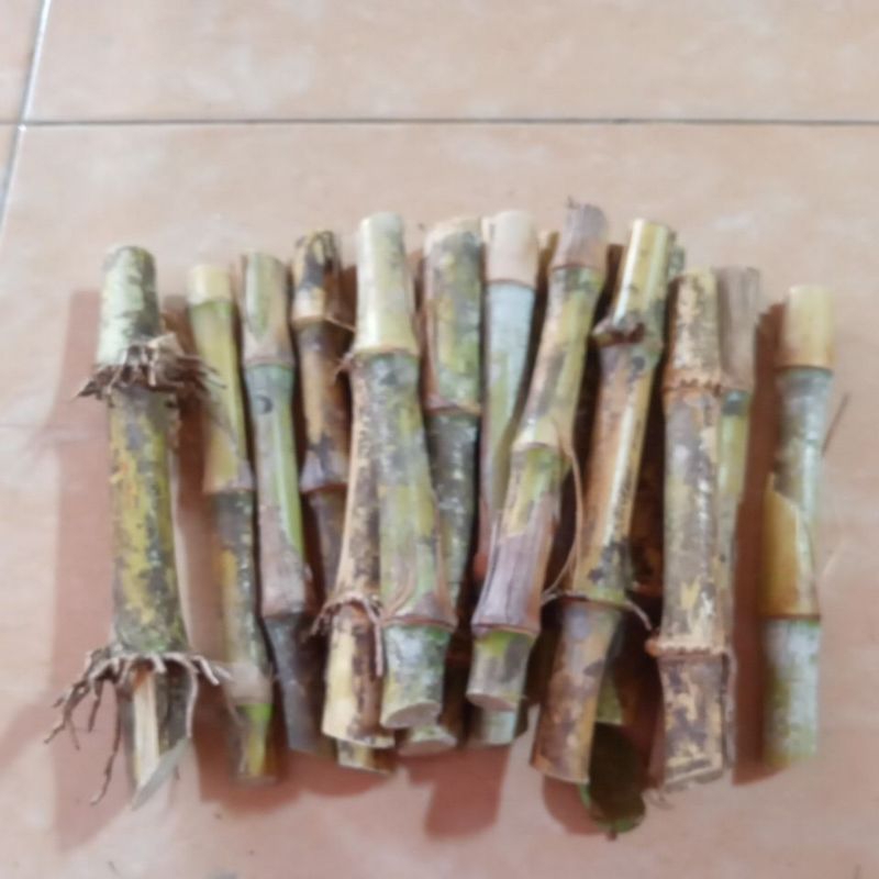 Bibit Rumput Pakchong