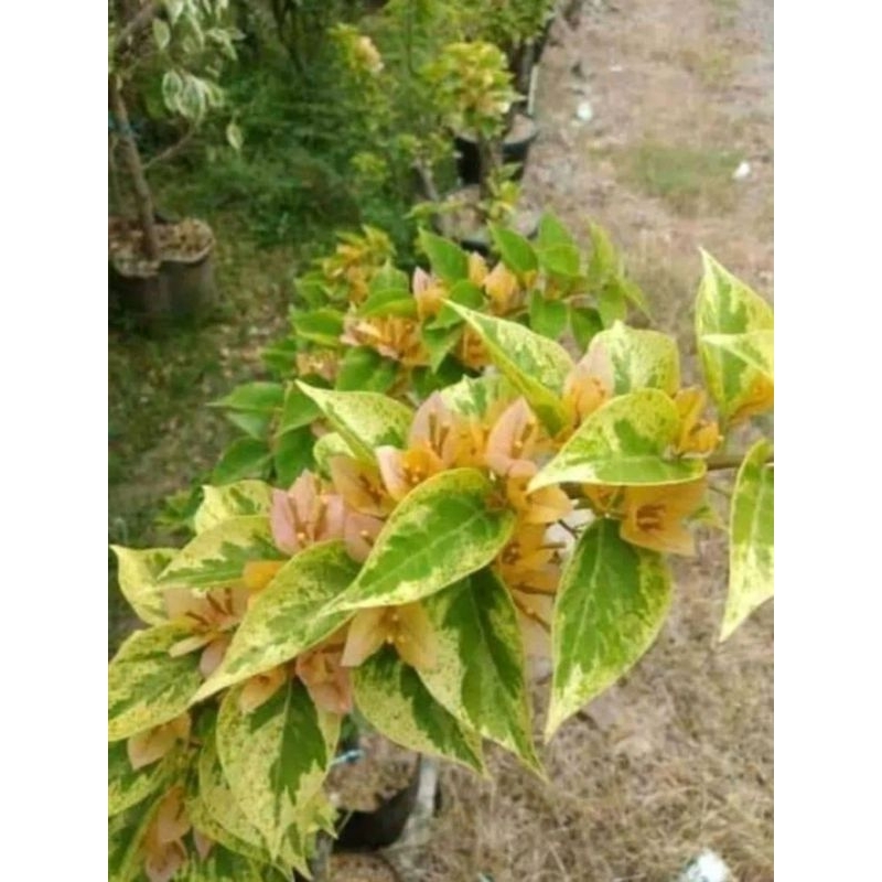 BOUGENVILLE BAHAN STEK DAN ENTRES SGP VARIGATA KUNING