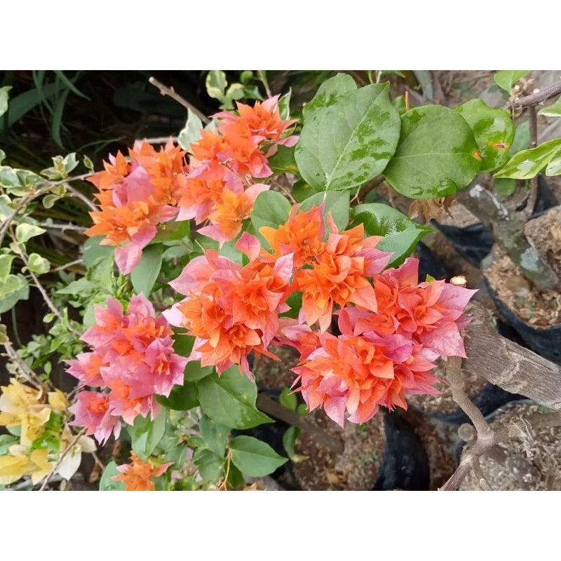 BOUGENVILLE BAHAN STEK DAN ENTRES HAWAI OREN