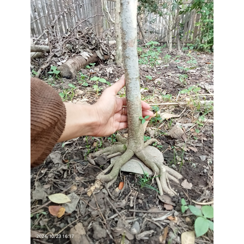 Bahan bonsai anting putri