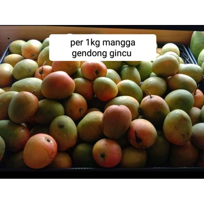 

buah mangga gendong gincu per 1 kg buah
