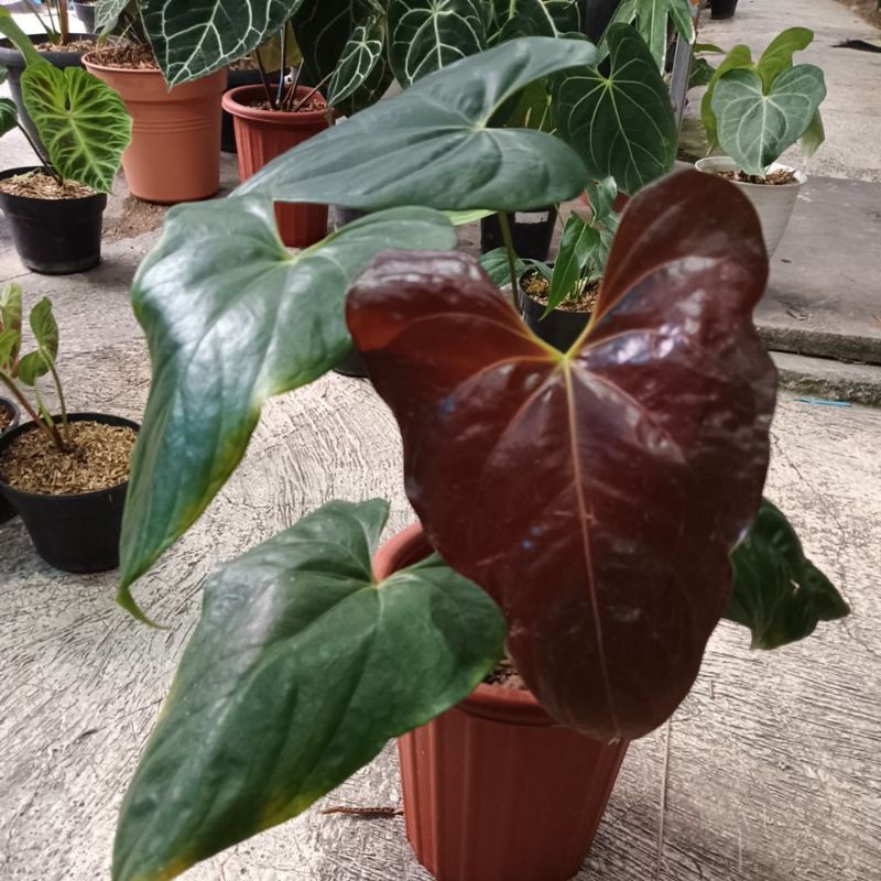 anthurium modeanum