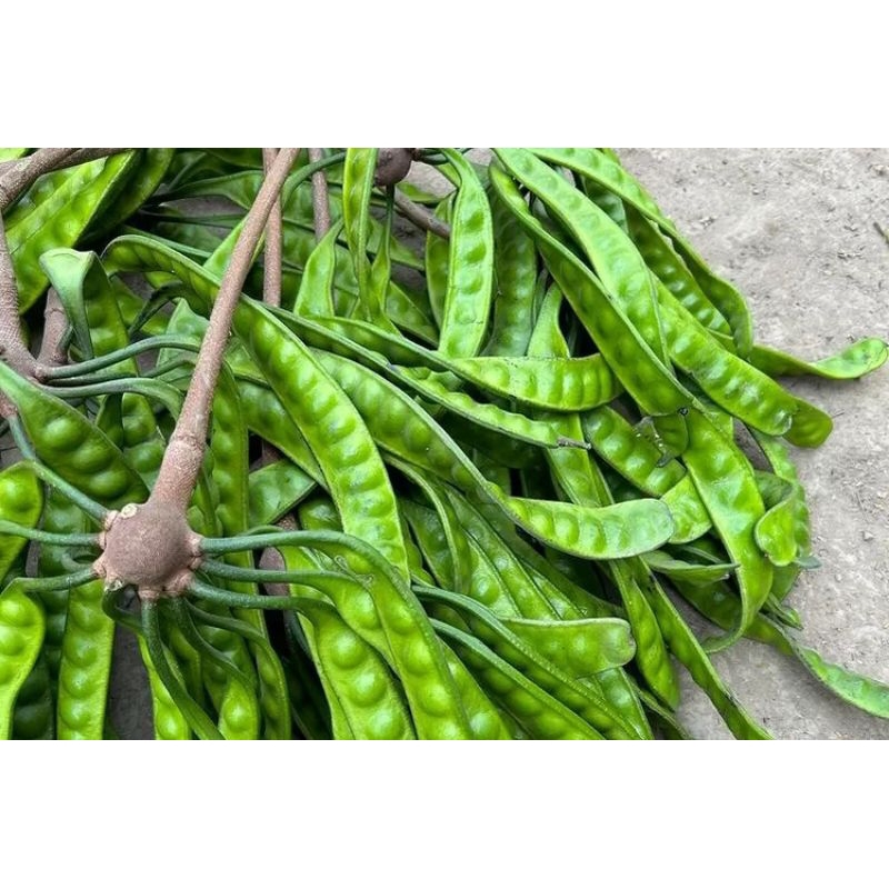 

fresh Pete petai per 10 papan/kris/lonjor